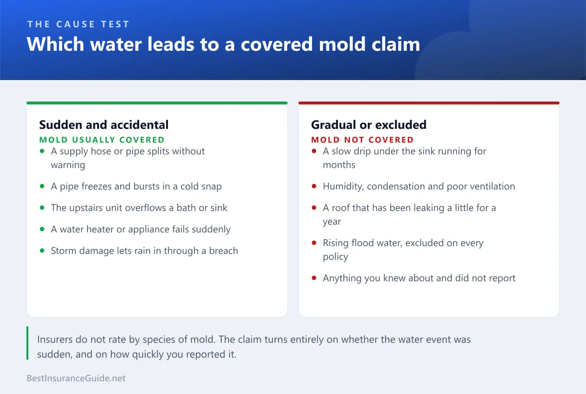 Comparison panel showing which sources of water lead to covered mold claims and which are excluded as gradual damage or maintenance